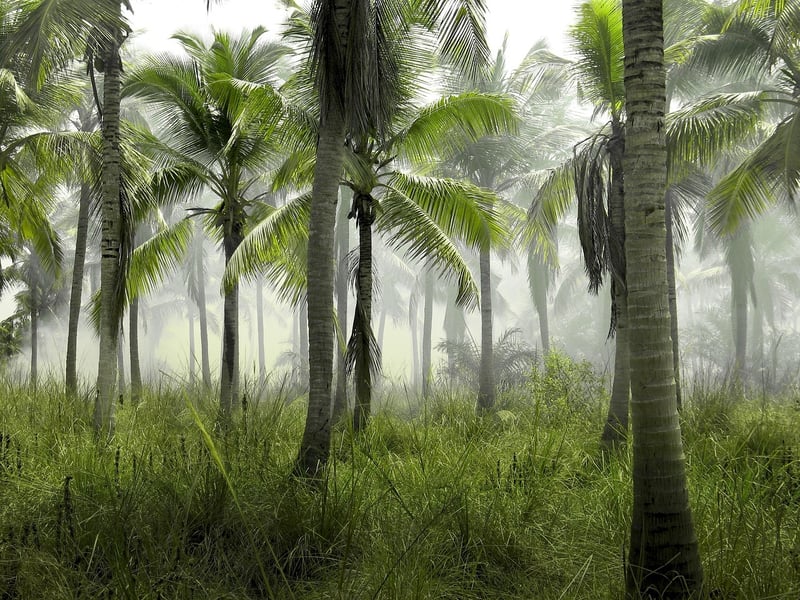Exotic Islands