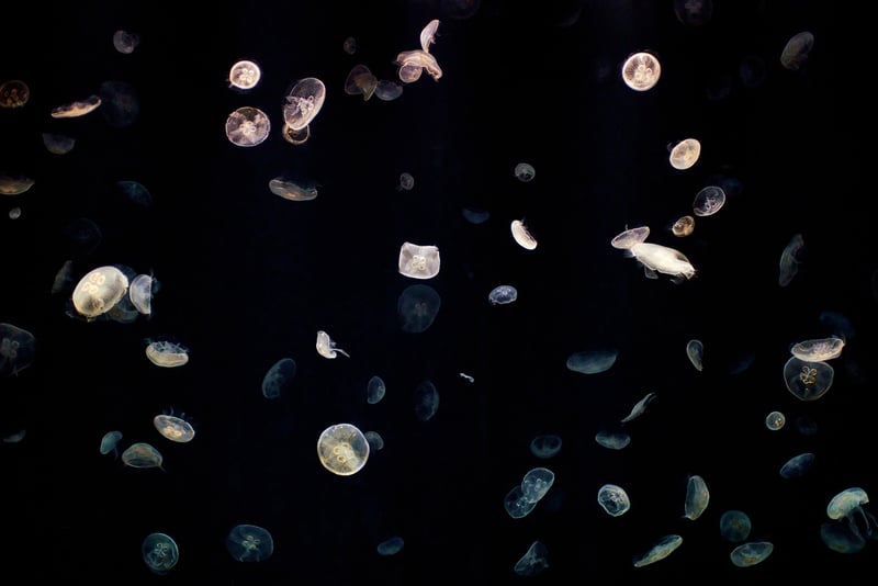 Marine Life Exploration